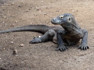 the Komodo dragon