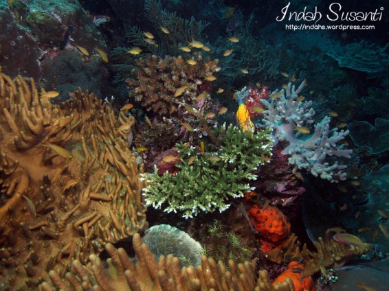 The Colourful Corals