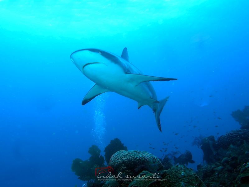 5 Day Photo Challenge: Sharks Diving