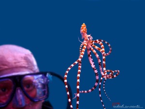 Wonderpus Octopus