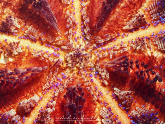 Fire Sea Urchin