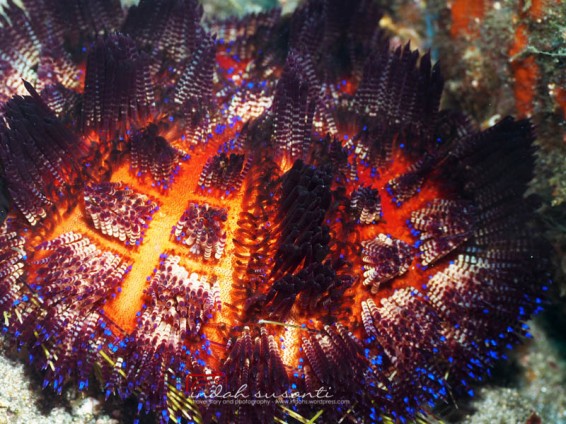 Fire Sea Urchin