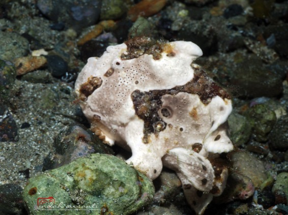 Frogfish found in Ambon (Indonesia)