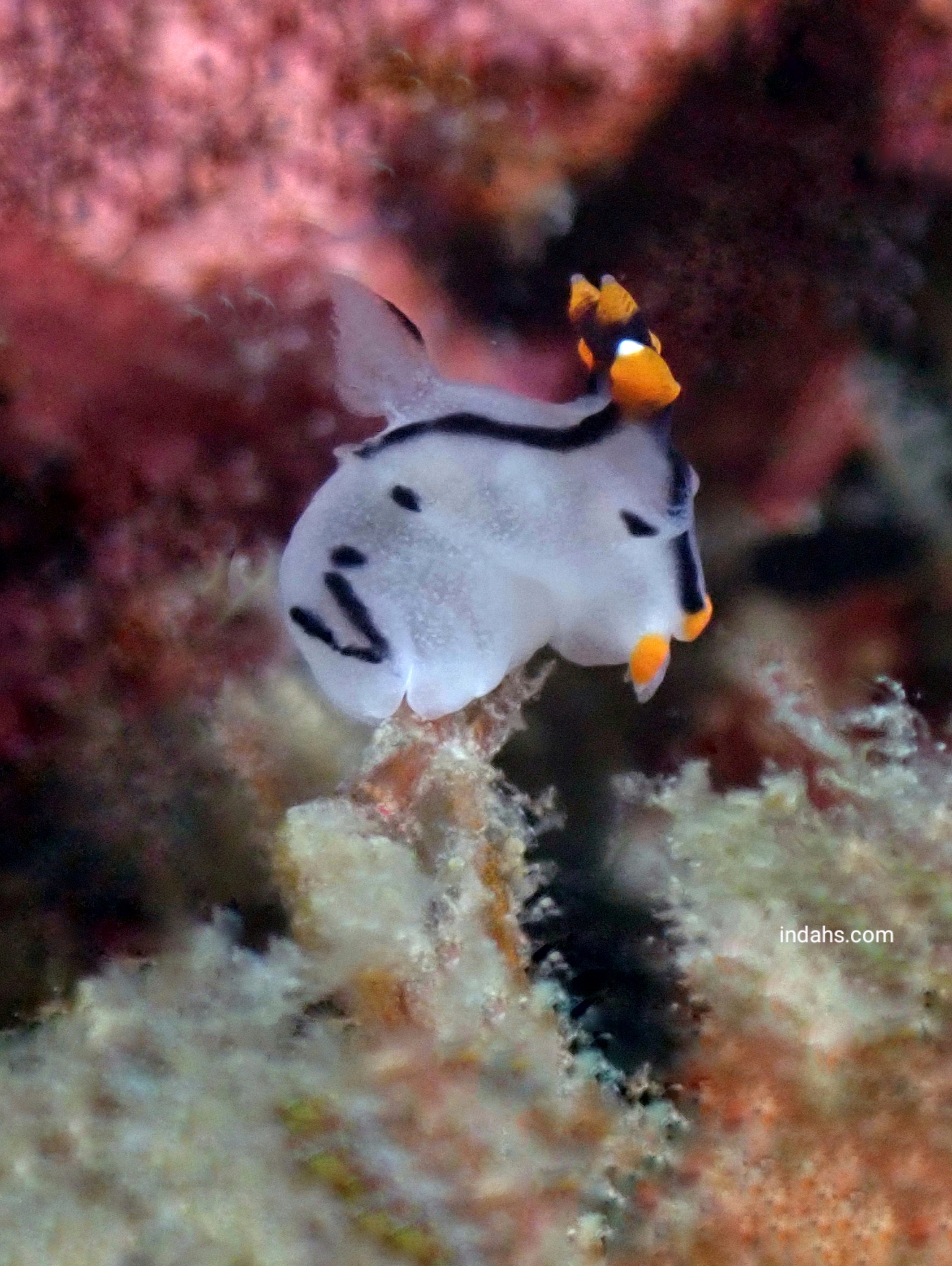 Top Seven Fascinating Species You’ll Encounter When Scuba Diving in Anilao